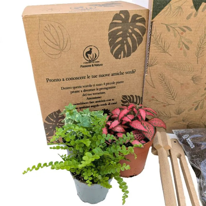 Kit Terrarium piccolo con Piante Vere e Confezione Regalo – Idea Regalo Green