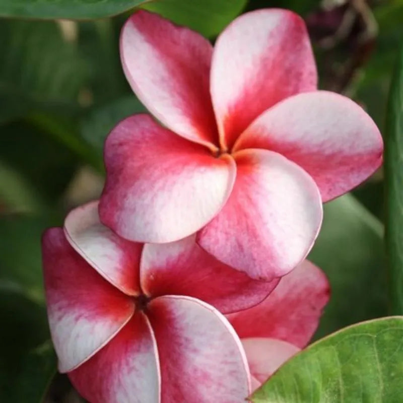 Plumeria Elsie - Ramificata