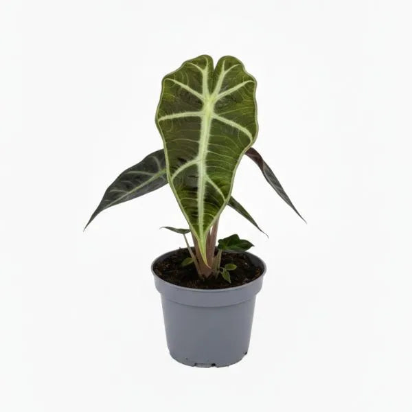 Mini alocasia polly