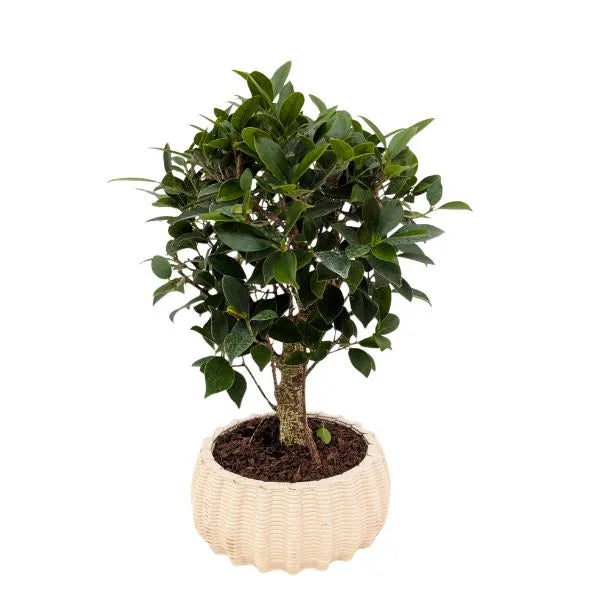 Bonsai retusa ball s-shape in vaso di ceramica artigianale basso Dioniso  D.16 cm
