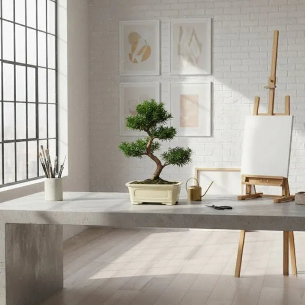 Bonsai Taxus media 9 anni - Collezione Premium