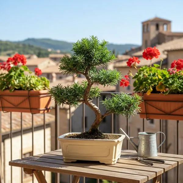 Bonsai Taxus media 9 anni - Collezione Premium