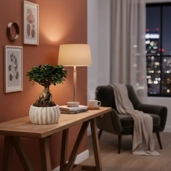 Bonsai ficus ginseng in vaso di ceramica artigianale Dioniso Basso D.16 cm