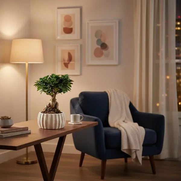 Bonsai ficus ginseng in vaso di ceramica artigianale Dioniso Basso D.16 cm