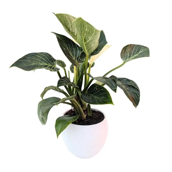 Philodendron birkin in vaso Manacor D.16