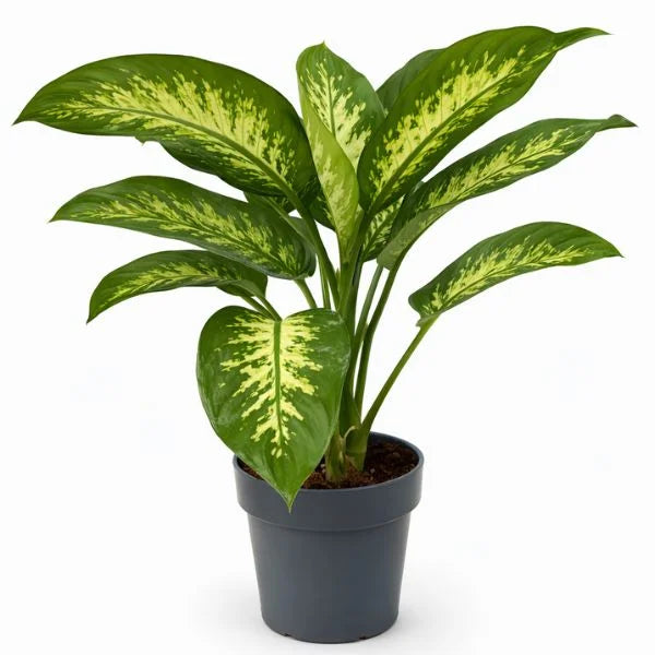 Dieffenbachia Tropic Snow Ø 17