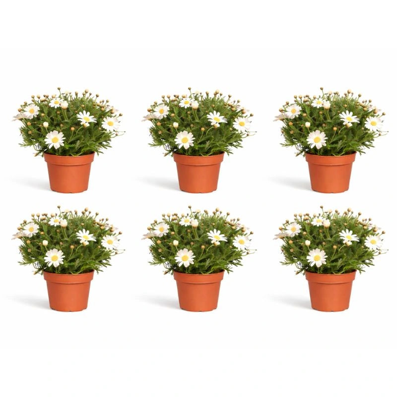 Piante tipo margherita - dettaglio di foglie verdi e boccioli di margherita