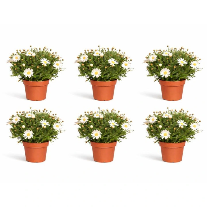 Piante tipo margherita - dettaglio di foglie verdi e boccioli di margherita