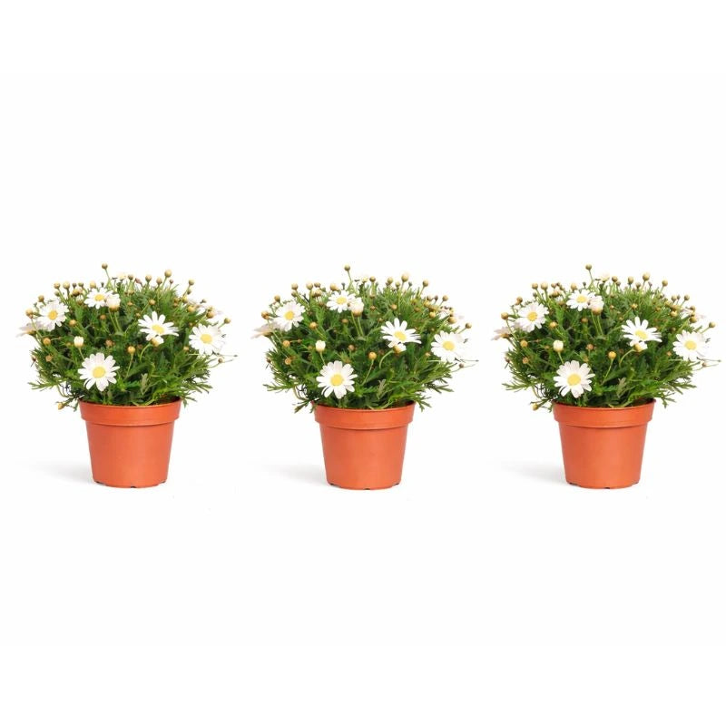 Piante di margherita in vaso - vista dall'alto di un vaso con margherite in piena fioritura