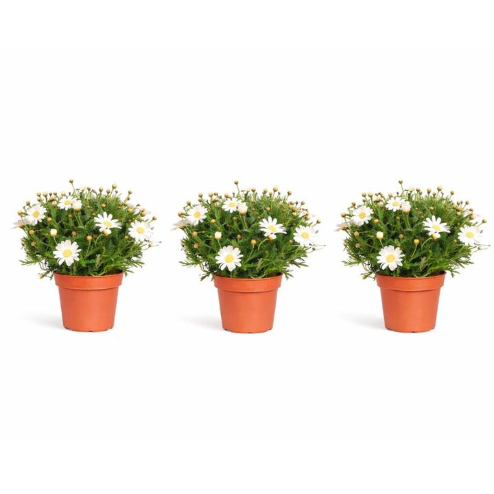 Piante di margherita in vaso - vista dall'alto di un vaso con margherite in piena fioritura