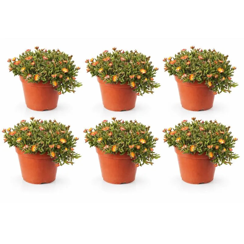 Delosperma colori misti D.14 H.25 cm