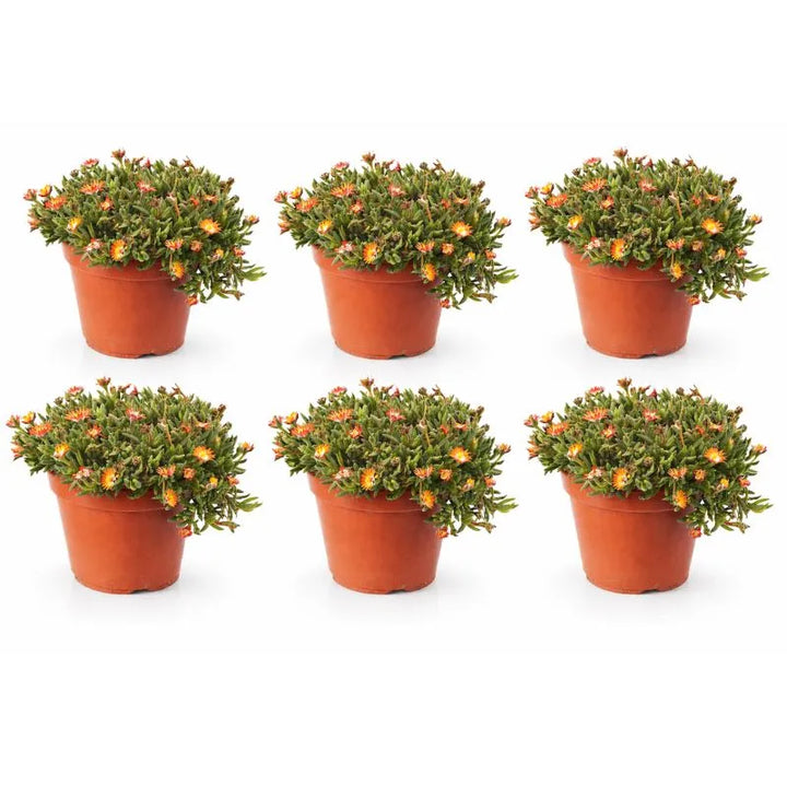 Delosperma colori misti D.14 H.25 cm