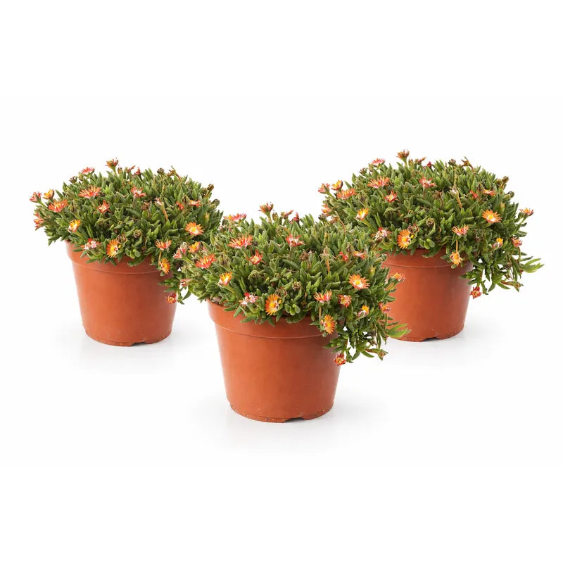 Delosperma colori misti D.14 H.25 cm