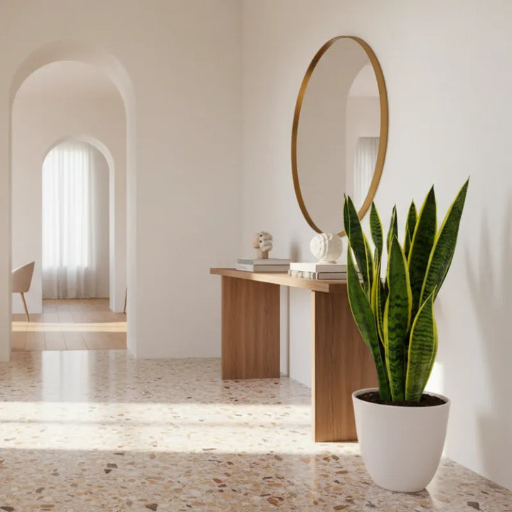 Sansevieria Laurentii - vista dall'alto delle foglie erette e del colore vibrante