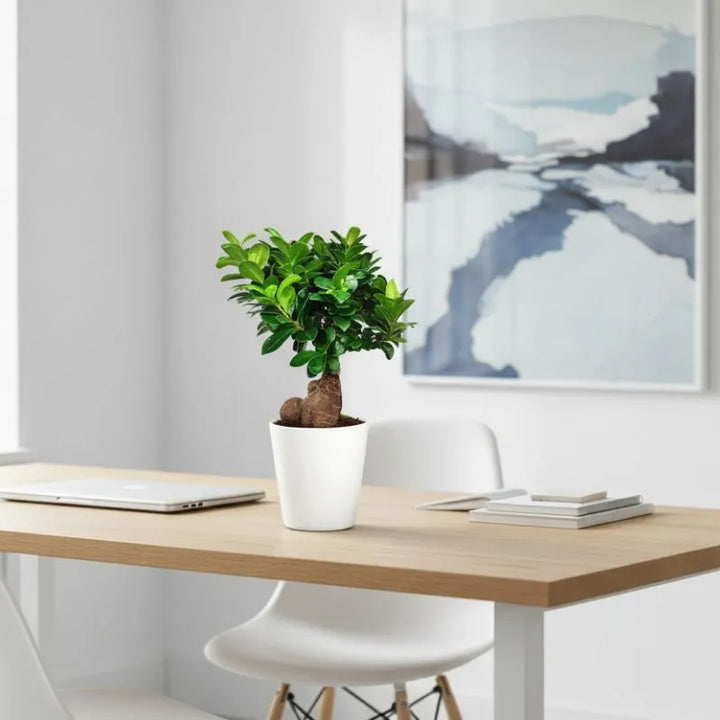 Bonsai Ficus Ginseng Vaso di Ceramica Dallas Altezza Pianta 40 cm