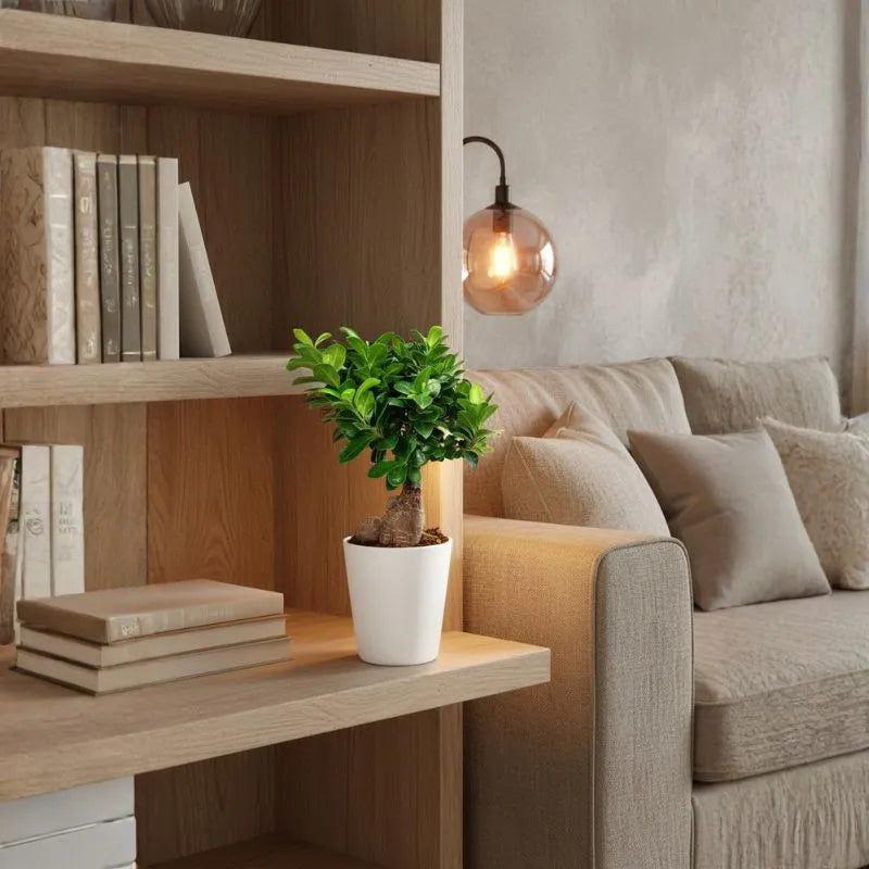 Bonsai Ficus Ginseng Vaso di Ceramica Dallas Altezza Pianta 40 cm