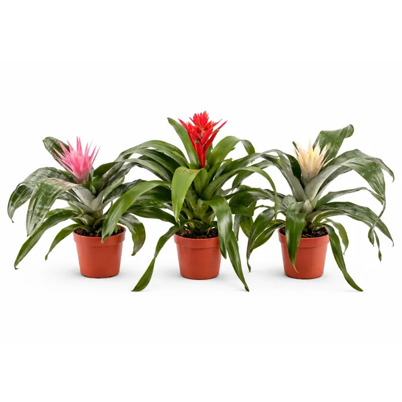 i Giardini di Giulia 