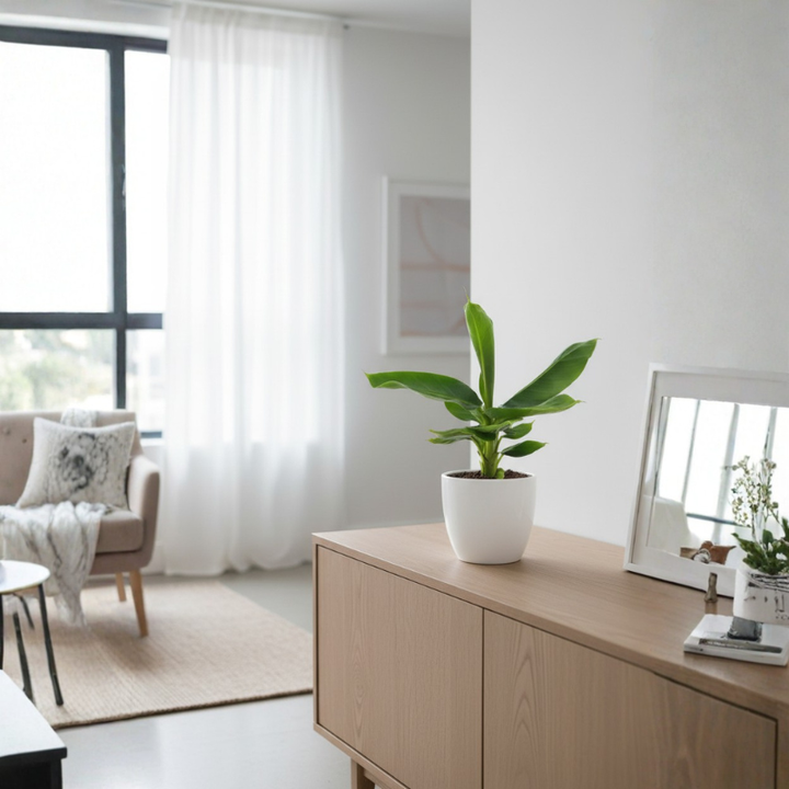 Musa Tropicana - vista dall'alto della pianta, evidenziando la crescita vigorosa delle foglie