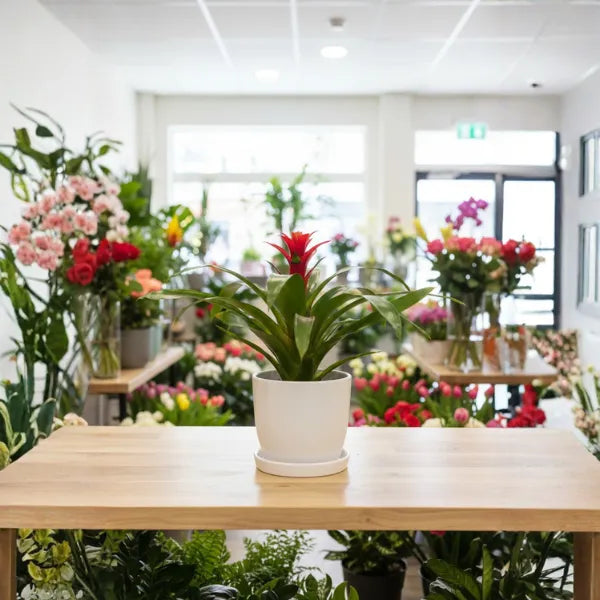 i Giardini di Giulia 