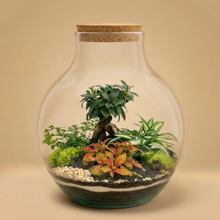 Terrarium piante verdi Ariel - vista frontale del terrarium con piante lussureggianti