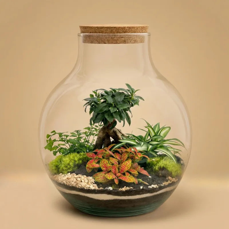 Terrarium piante verdi Ariel - vista frontale del terrarium con piante lussureggianti