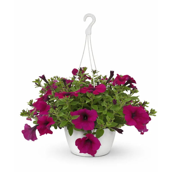 Potunia in vaso basket D.17 H.30 cm