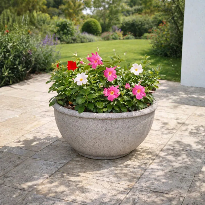 Dipladenia fiorita - Gruppo di piante di Dipladenia in diversi colori (rosa, bianco, rosso)