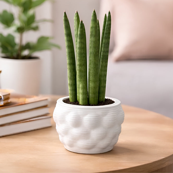 Sansevieria Cilyndrica Alba - vista dall'alto della pianta in vaso artigianale