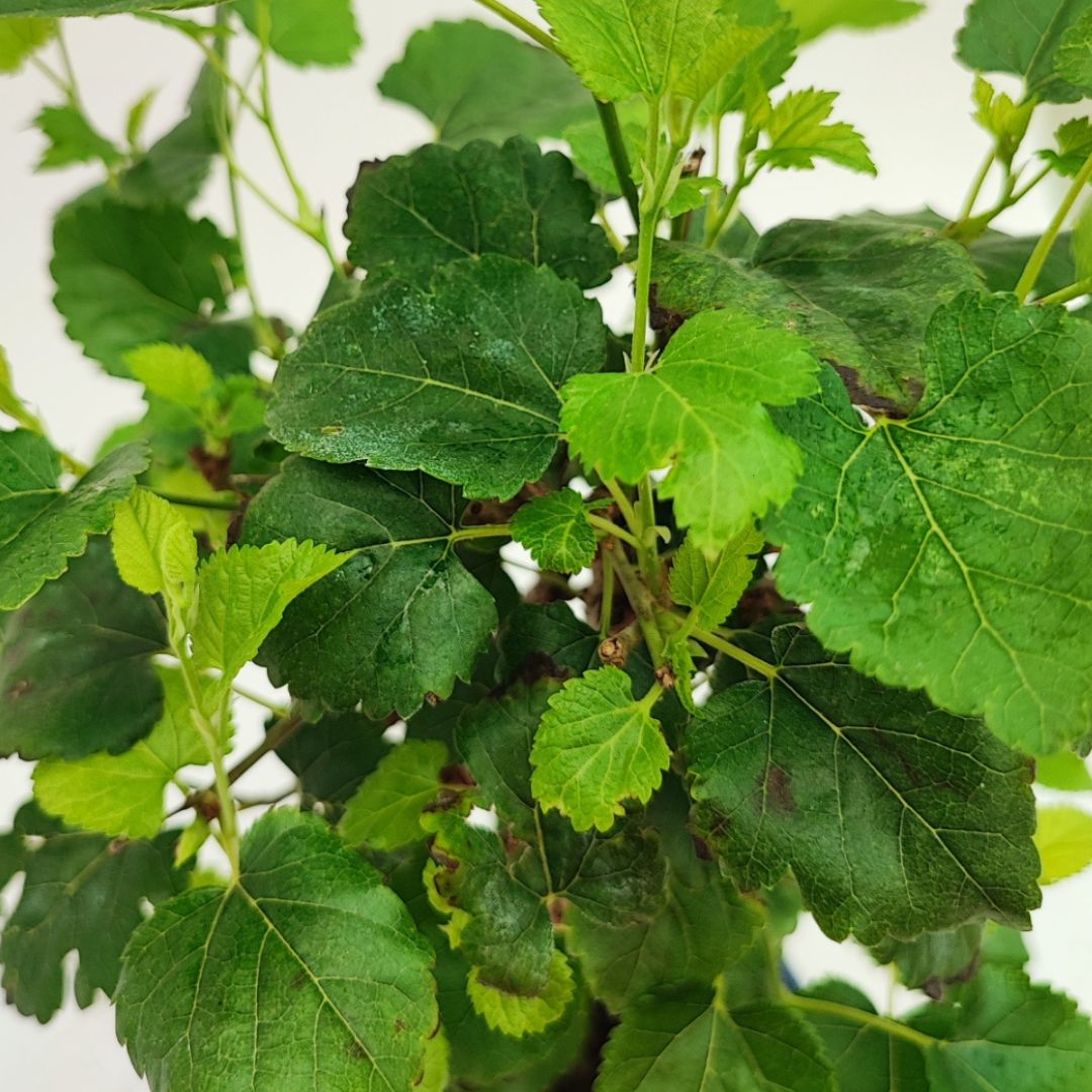 Primo piano del fogliame del bonsai Morus, con foglie venate di diverse tonalità di verde, tipiche del gelso

