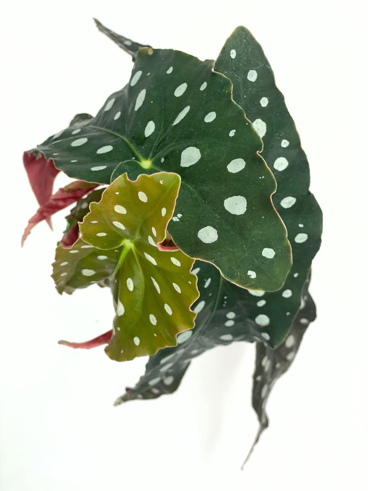 Immagine di una pianta di Begonia Maculata, con foglie verde scuro con macchie argentate e retro rosso, su sfondo chiaro.