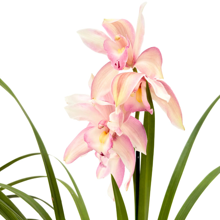 Cymbidium dai toni pastello rosa e crema su sfondo bianco


