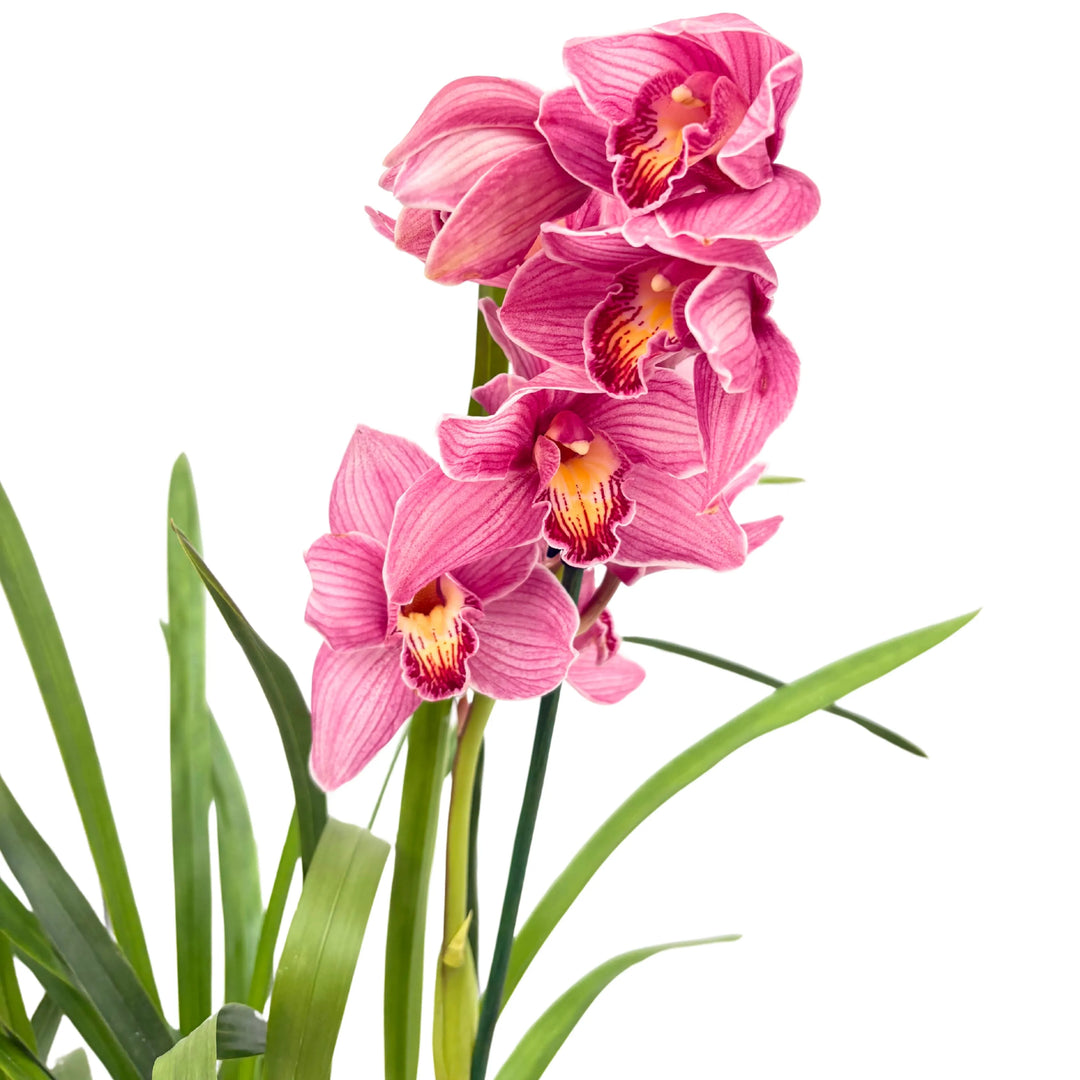 Orchidea Cymbidium rosa intenso in fiore con foglie verdi lunghe

