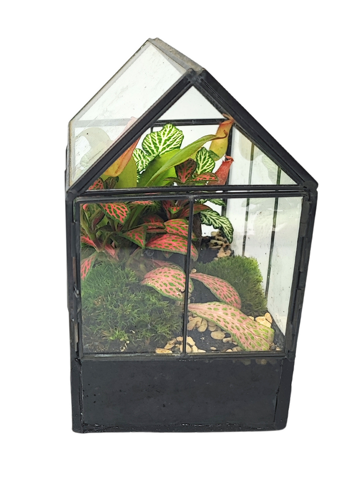 Kit Terrarium Geometrico Fai Da Te Monica | Crea il Tuo Giardino da Interno