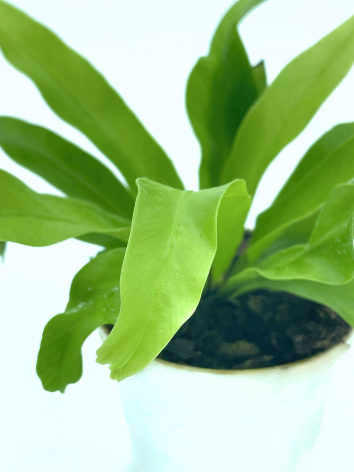 Primo piano di una pianta ornamentale in vaso bianco, con foglie lunghe e strette di colore verde chiaro. Una delle foglie in primo piano mostra la sua forma leggermente ondulata e una texture liscia. Il terriccio scuro del vaso è visibile sullo sfondo, contrastando con il colore vivace delle foglie.