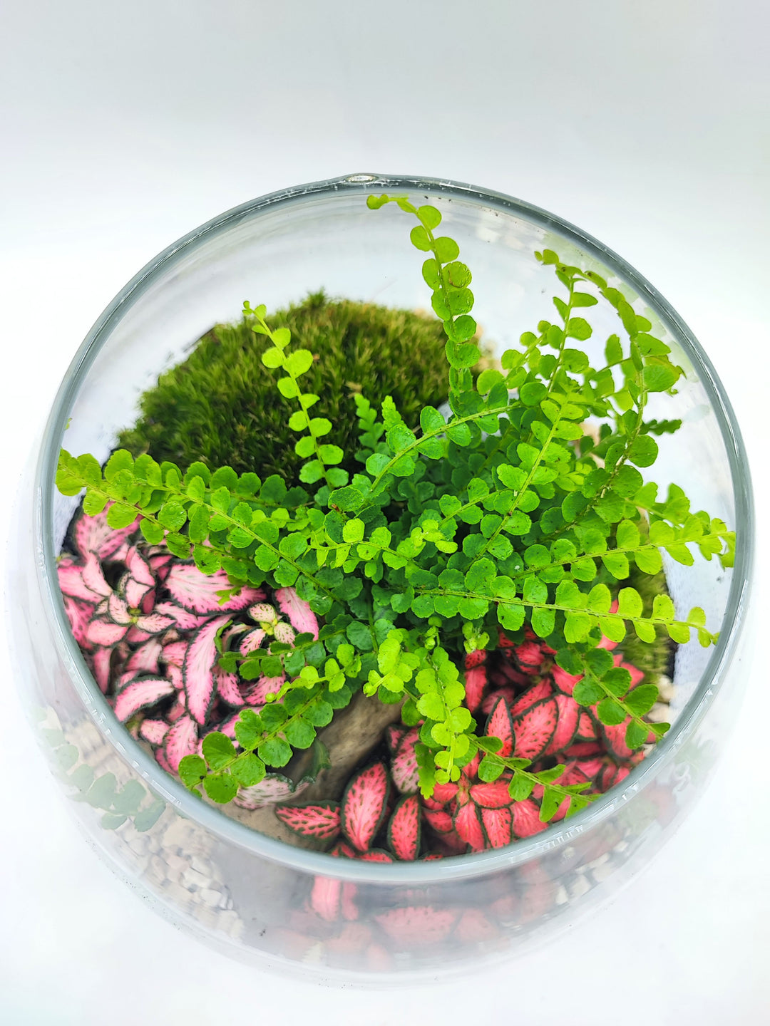 Immagine vista dall'alto di un terrarium di vetro che contiene piante tropicali, inclusa una varietà con foglie verdi luminose e una con foglie rosa vivace.