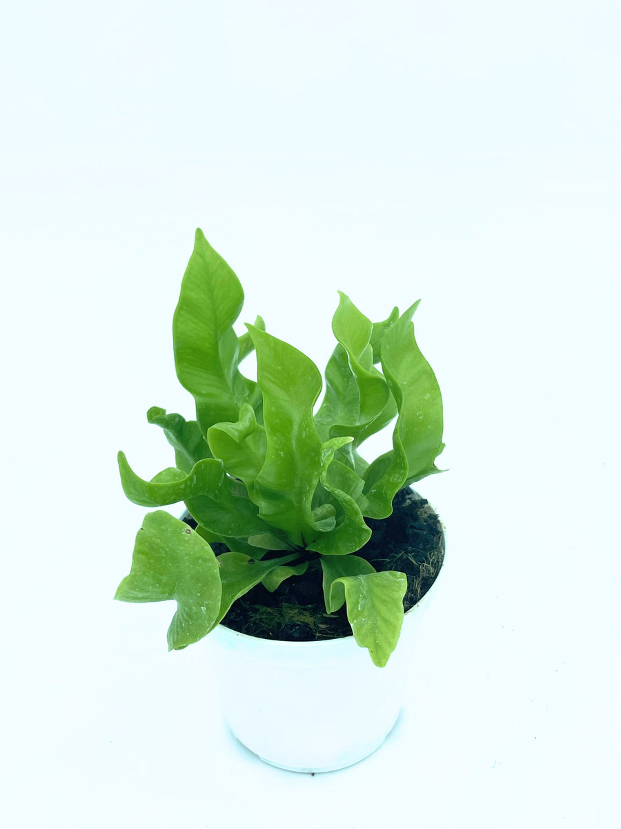 immagine mostra foto di Asplenium Nidus Crispy Wave in vaso bianco con foglie irregolari verdi su sfondo chiaro