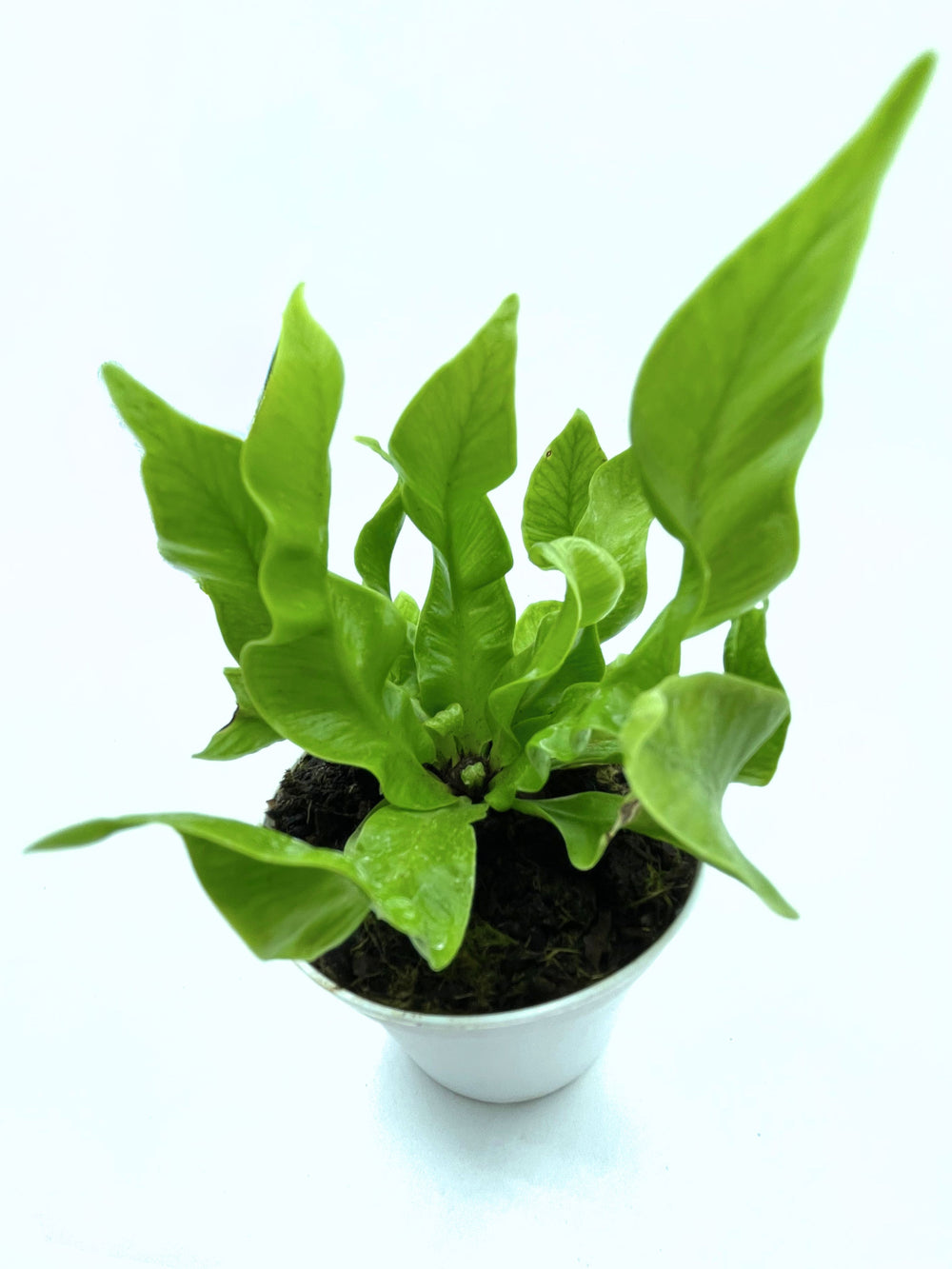 immagine mostra foto fatta dall'alto di Asplenium Nidus Crispy Wave in vaso bianco, con foglie verdi irregolari su sfondo chiaro