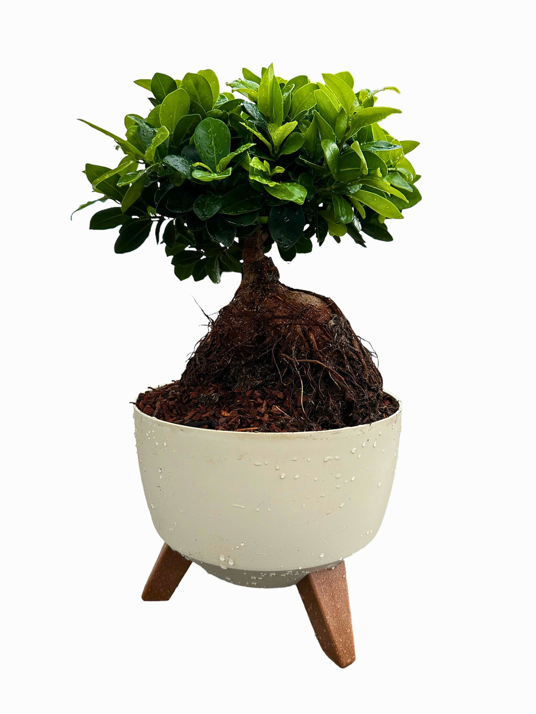 Bonsai con radice bulbosa esposta e chioma densa di foglie verde scuro, collocato in un vaso color crema su piedistallo in legno.