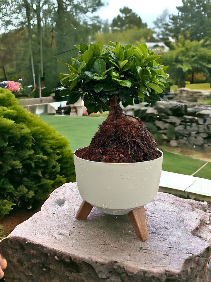 Un bonsai di Ginseng con una chioma lussureggiante e foglie lucenti di verde intenso, posizionato in un vaso rotondo color crema con supporto a tre piedi in legno. La pianta è collocata su una roccia grigia, con uno sfondo sfocato di un giardino.