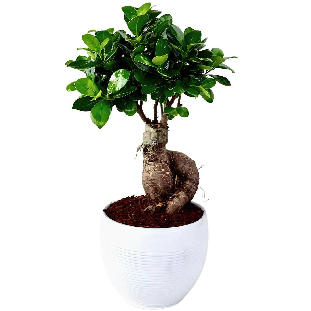 Bonsai Ficus Ginseng 60 cm con radici scultoree in vaso di ceramica bianco smaltato – pianta ornamentale da interno elegante.