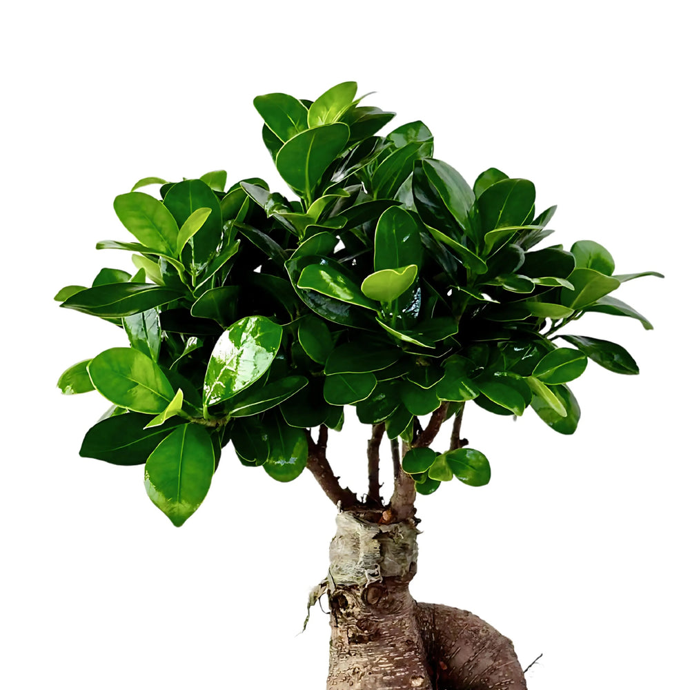 Chioma verde lucida del Bonsai Ficus Ginseng 60 cm – dettaglio delle foglie compatte e brillanti, pianta da interno elegante.
