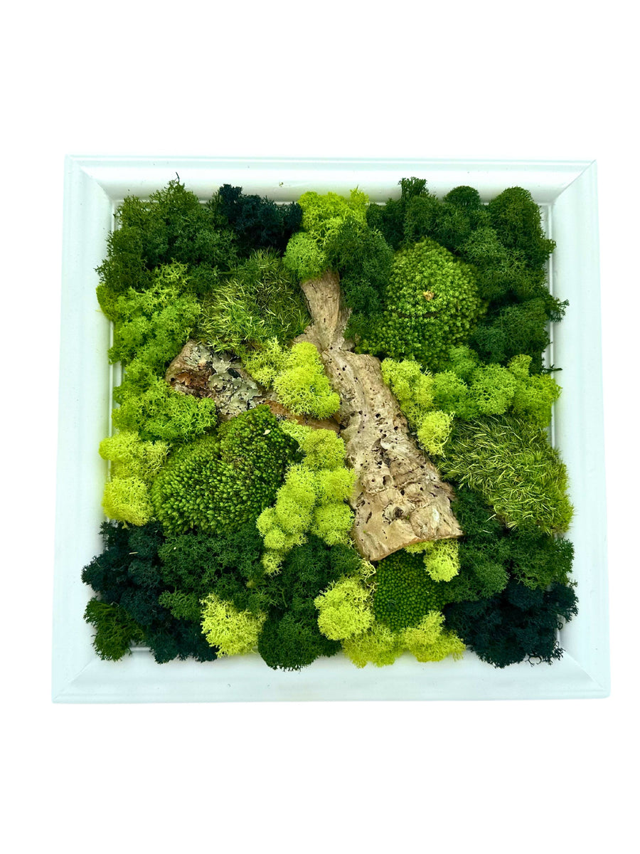 Vista frontale quadro di verde stabilizzato con licheni, muschi o con inserimenti di elementi in sughero . creano una texture bosco 