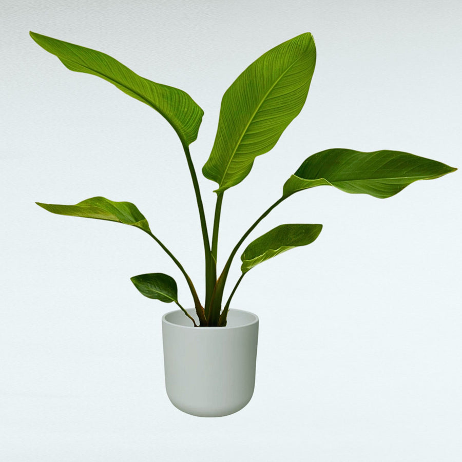pianta di stretlizia nicolai verde in un vaso di ceramica bianco 