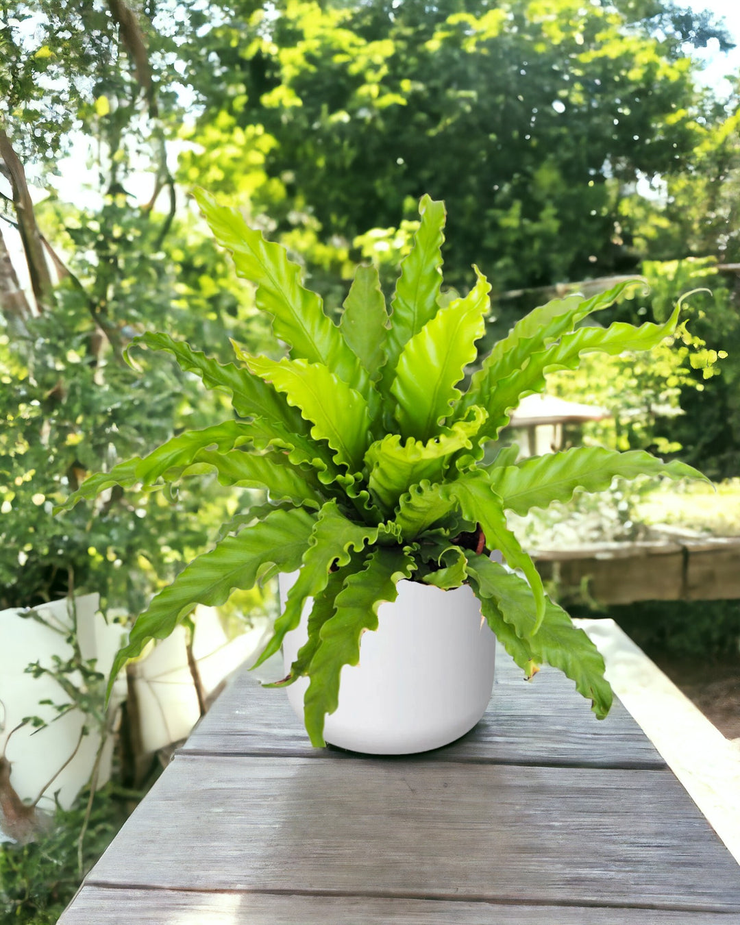 Pianta ornamentale in vaso bianco, posizionata su un tavolo di legno all'aperto, con uno sfondo verdeggiante di alberi e piante. La pianta ha foglie lunghe e strette di colore verde brillante, con margini ondulati che creano un effetto decorativo. La luce naturale mette in risalto la vivacità del verde delle foglie, creando un'atmosfera fresca e rilassante in un contesto di giardino.