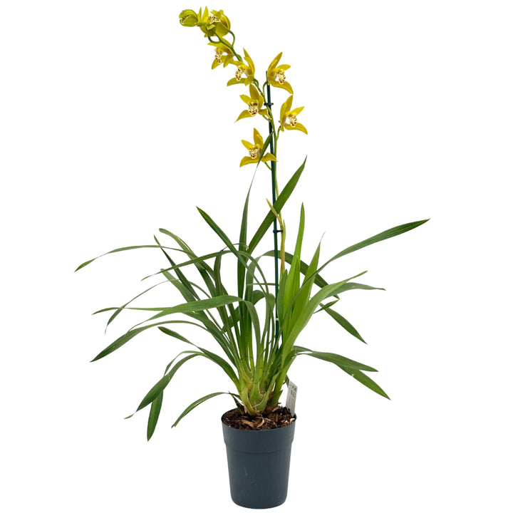 Orchidea Cymbidium gialla in vaso con fiori in verticale

