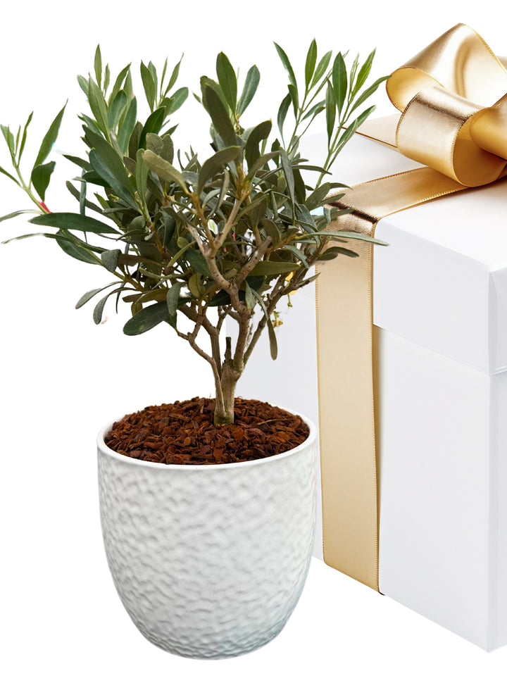 olivo bonsai in vaso ceramica bianco , di fianco una scatola elegante regalo con fiocco e nastro  colore oro 