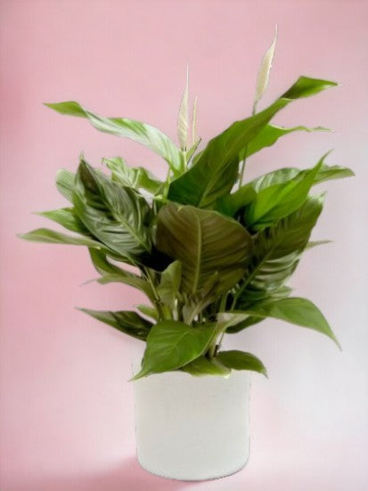 Pianta di Spatifillo o Spathiphyllum  con sfondo rosa