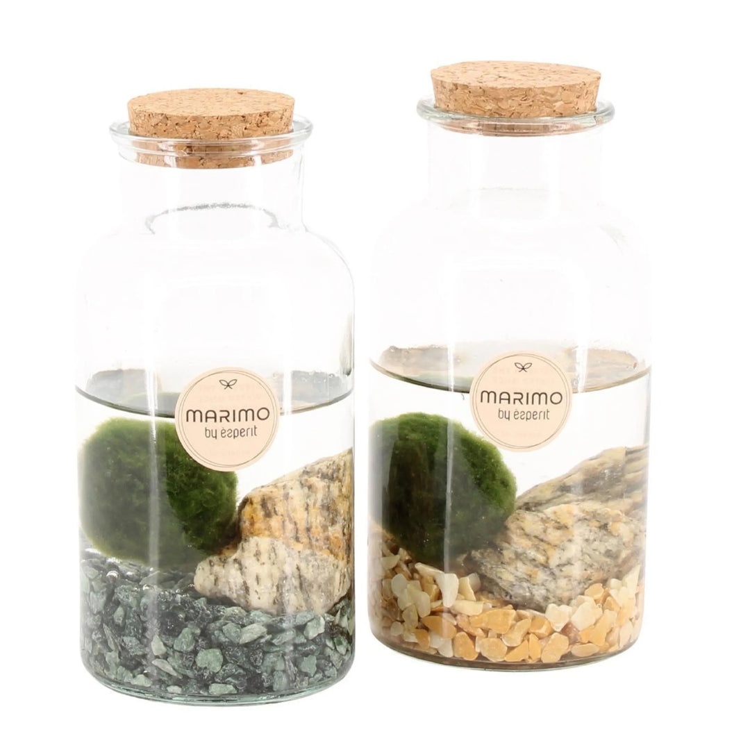 Marimo H. 16 cm D. 8 cm