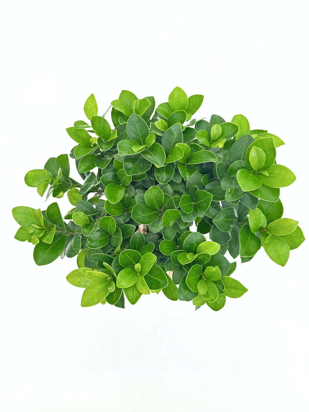 Chioma compatta e foglie verdi lucide di Bonsai Ficus Ginseng vista dall’alto – pianta ornamentale da interno I Giardini di Giulia.