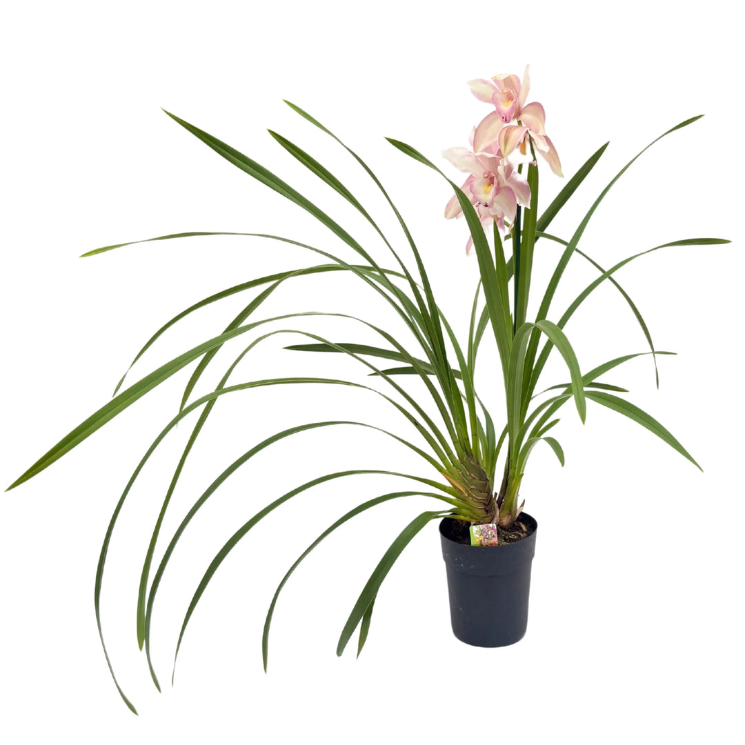 Pianta Cymbidium rosa chiaro in vaso nero con foglie arcuate

